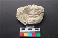 藏品(貝殼)的圖片