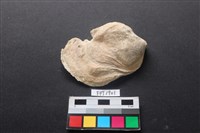 藏品(貝殼)的圖片