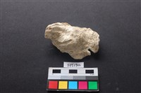 藏品(貝殼)的圖片