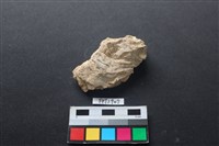 藏品(貝殼)的圖片