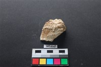 藏品(貝殼)的圖片