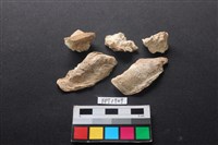 藏品(貝殼)的圖片