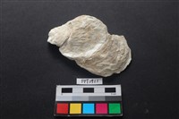 藏品(貝殼)的圖片