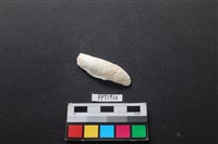 藏品(貝殼)的圖片