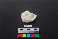 藏品(貝殼)的圖片