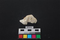 藏品(貝殼)的圖片