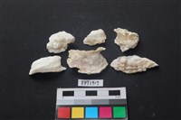 藏品(貝殼)的圖片