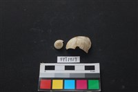 藏品(貝殼)的圖片