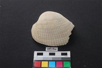 藏品(貝殼)的圖片