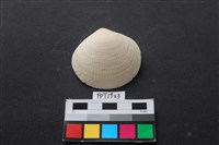 藏品(貝殼)的圖片