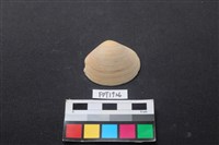 藏品(貝殼)的圖片