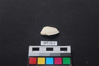 藏品(貝殼)的圖片