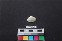 藏品(貝殼)的圖片