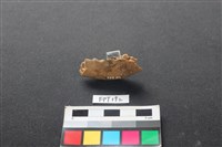 藏品(狗骨)的圖片