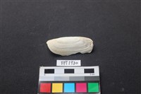 藏品(貝殼)的圖片