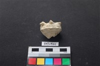 藏品(貝殼)的圖片