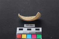 藏品(貝殼)的圖片