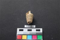 藏品(貝殼)的圖片