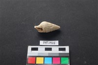 藏品(貝殼)的圖片