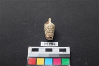 藏品(貝殼)的圖片