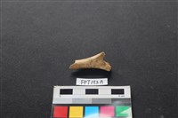 藏品(兔科骨)的圖片