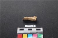 藏品(兔科骨)的圖片