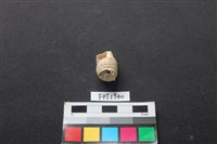 藏品(貝殼)的圖片