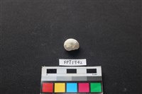 藏品(貝殼)的圖片