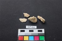 藏品(貝殼)的圖片