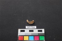 藏品(貝殼)的圖片