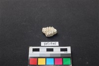 藏品(貝殼)的圖片