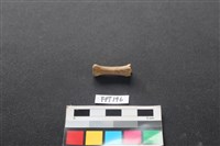 藏品(狗骨)的圖片