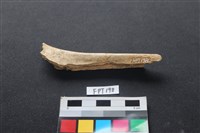 藏品(偶蹄類動物骨)的圖片