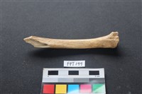 藏品(鹿骨)的圖片