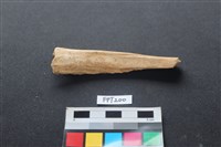 藏品(鹿骨)的圖片