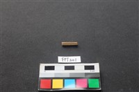 藏品(食肉類)的圖片