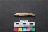 藏品(偶蹄類動物骨)的圖片