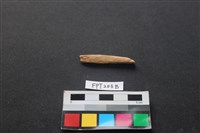 藏品(偶蹄類動物骨)的圖片