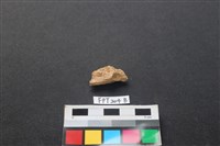 藏品(魚骨)的圖片