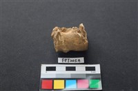 藏品(鹿骨)的圖片