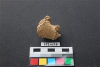 藏品(鹿骨)的圖片