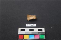 藏品(豬骨)的圖片