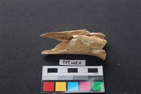 藏品(偶蹄類動物骨)的圖片