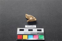 藏品(魚骨)的圖片