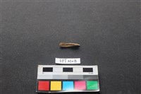 藏品(偶蹄類動物骨)的圖片