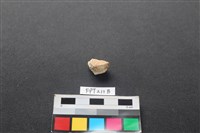 藏品(偶蹄類動物骨)的圖片