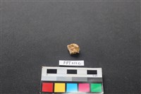 藏品(偶蹄類動物骨)的圖片