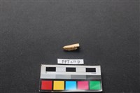 藏品(偶蹄類動物骨)的圖片