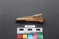 藏品(鹿骨)的圖片