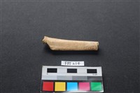 藏品(鹿骨)的圖片